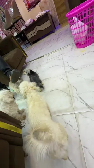 Vidéo TikTok virale de @mamendiayesavon111 – tendance | DiodioGlow