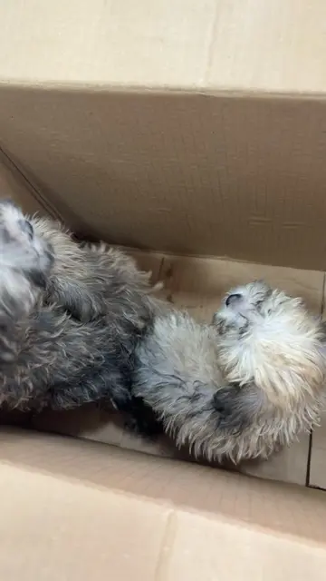 Vidéo TikTok virale de @mamendiayesavon111 – tendance | DiodioGlow