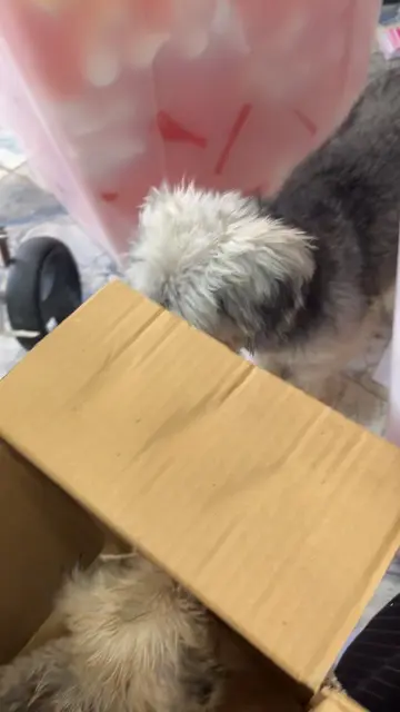 Vidéo TikTok virale de @mamendiayesavon111 – tendance | DiodioGlow