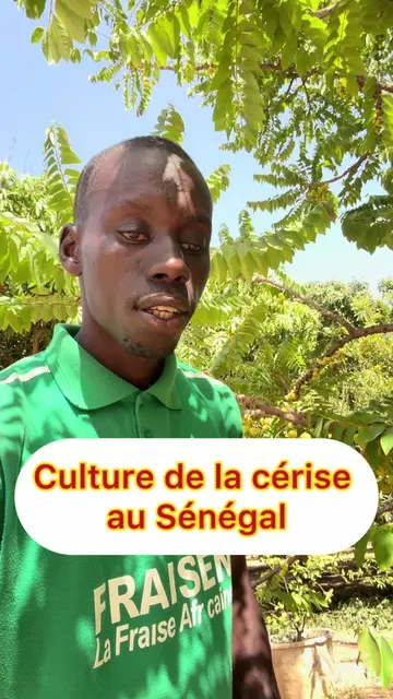 Culture cérise au Sénégal