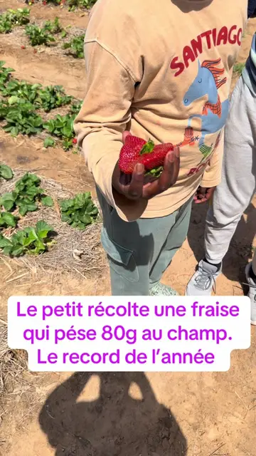 Le petit récolte une fraise  qui pése 80g au champ. Le record de l’année 