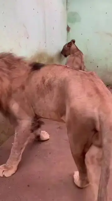 #SinformerSurTikTok #pulsenewsreels