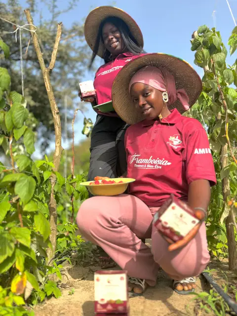 Des jeunes qui sortent les premières tisanes à base de framboises au Sénégal